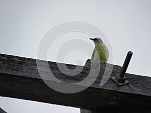 A beautiful Suiriri-knight bird Machetornis rixosa