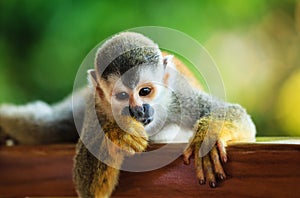 Beautiful Suirrel Monkey in Manuel Antonio National Park photo