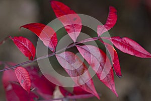 Beautiful Sumac Leaves in Fall Colors Rhus copallinum