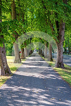 Beautiful summer alley in park with old trees