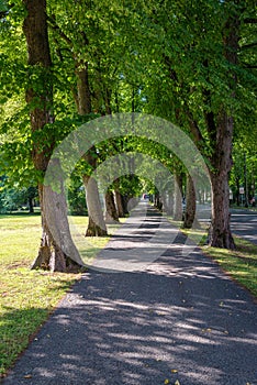Beautiful summer alley in park with old trees