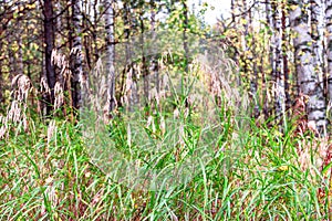 Beautiful summer autimn landscape with dry grass reeds and forest natural background