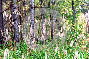 Beautiful summer autimn landscape with dry grass reeds and forest natural background