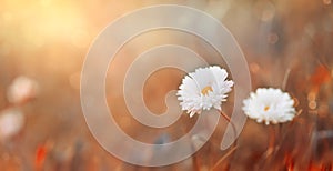 Beautiful summer autumn background with small daisy flowers with white petal and sunny lights. Artistic golden toned image