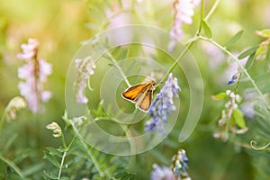 Beautiful summer background. Butterfly on a flower. Orange moth