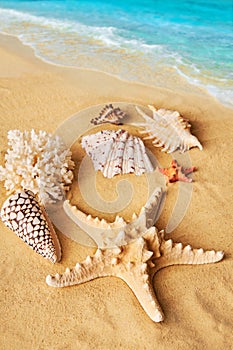 Beautiful summer beach background with different seashells and starfish on sandy seashore and turquoise water