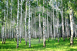 Beautiful summer birch grove in the evening