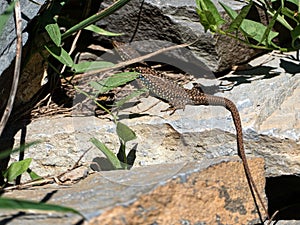 beautiful summer in caucassus mountain nature