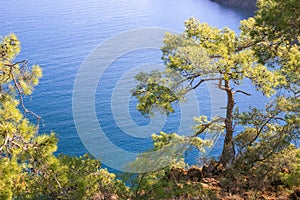 Beautiful summer coast with mountains, blue sea and pine trees. Cirali, Antalya Province in Turkey