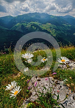 Beautiful summer colorful landscape of flower meadow with daisies against blue sky with clouds.