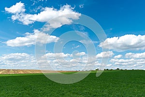 Beautiful summer countryside landscape. Blue sky and fluffy clouds over a rural field with wheat and other cereals. Bales of hay