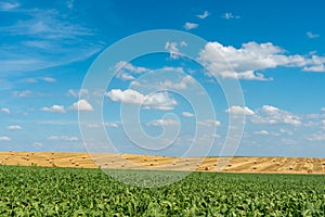 Beautiful summer countryside landscape. Blue sky and fluffy clouds over a rural field with wheat and other cereals. Bales of hay