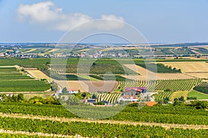 Beautiful summer countryside, rows of vineyards and fields, harvest, Austria.