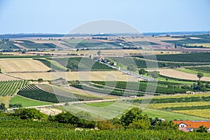 Beautiful summer countryside, rows of vineyards and fields, harvest, Austria.