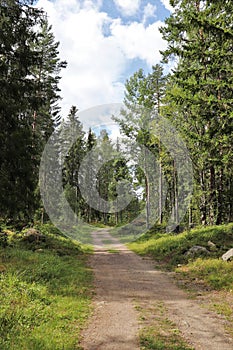 Beautiful summer day in the forest in HÃ¶gbo Bruk