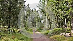 Beautiful summer day in the forest in HÃ¶gbo Bruk