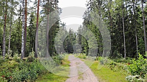 Beautiful summer day in the forest in HÃ¶gbo Bruk