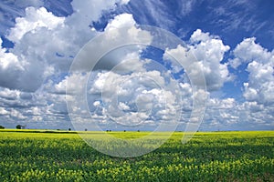 A beautiful summer day in a North Dakota field.