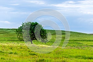 A beautiful summer day in a rural area. A field with a solitary tree, plants and green grass