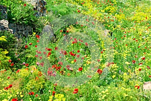 Beautiful summer field with blooming poppies