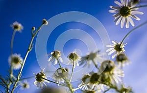 Beautiful summer field with daises, blue sky and sunlight.