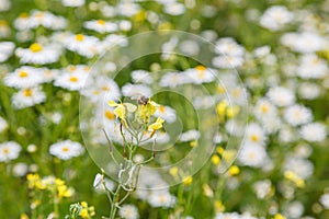 Beautiful summer field of daisies