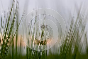 Beautiful summer field with green cereal. fields landscape under blue sky with clouds