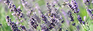 Beautiful summer field with lavender flowers closeup