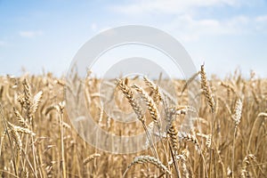 Beautiful summer field of ripe wheats on sunny day