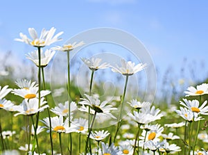 Beautiful summer field with white flowers daisies