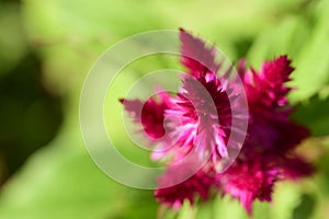 The beautiful summer flower close up in my garden