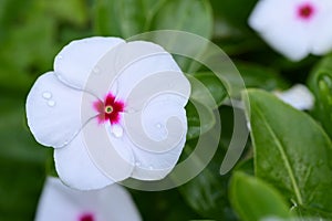 The beautiful summer flower close up in my garden