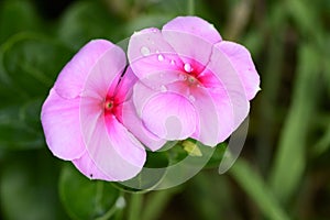 The beautiful summer flower close up in my garden