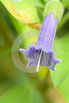 The beautiful summer flower close up in my garden