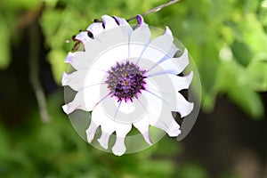 The beautiful summer flower close up in my garden