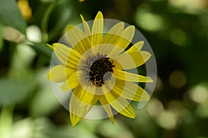 The beautiful summer flower close up in my garden