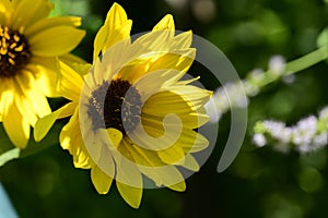 The beautiful summer flower close up at sunny day