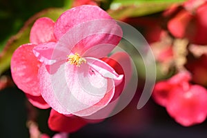 The beautiful summer flower close up at sunny day