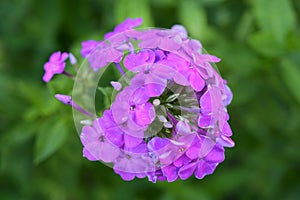 The beautiful summer flower close up at sunny day