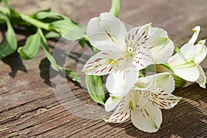 The beautiful summer flower close up at sunny day