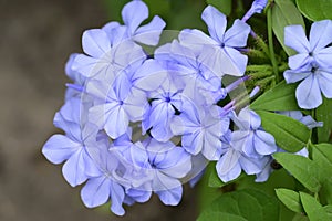 The beautiful summer flower close up at sunny day