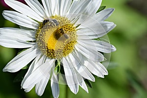 The beautiful summer flower close up at sunny day