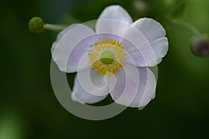 The beautiful summer flower close up at sunny day