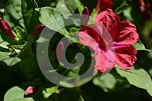 The beautiful summer flower close up at sunny day