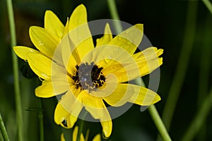 The beautiful summer flower close up at sunny day