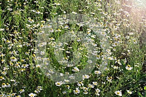 Beautiful summer flower meadow with white flowers, Daisy flowers. White meadow flower background