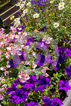 Beautiful Summer flowers in the big flowerpot, violet petunias, pale pink nemesies.