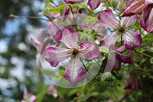 Clematis viticella `Minuet` photo