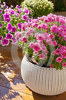 beautiful summer flowers in flowerpots in garden. chrysanthemum, petunia