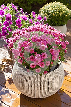 beautiful summer flowers in flowerpots in garden. chrysanthemum, petunia